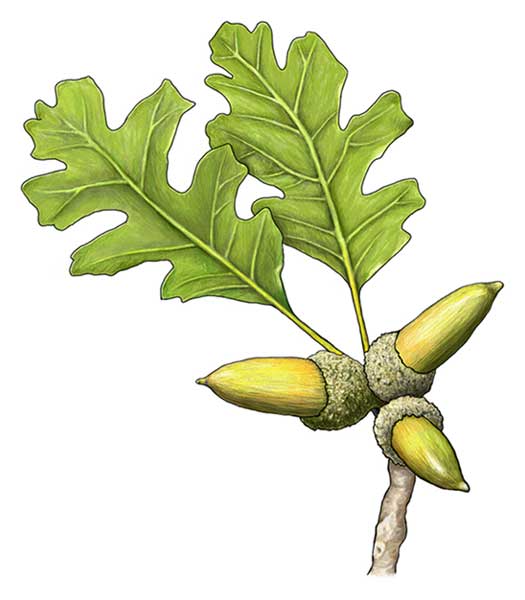 Valley oak