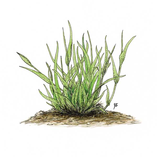 Grass