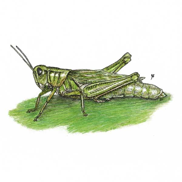 Grasshopper