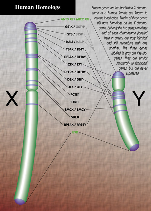 Human Homologs