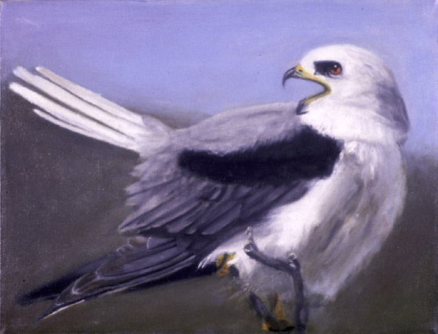 White-tailed Kite