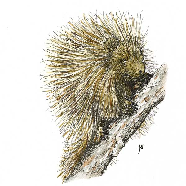 North American Porcupine