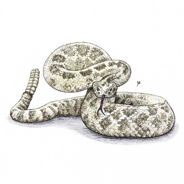 Prairie Rattlesnake