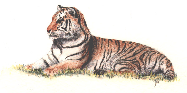 Siberian Tiger