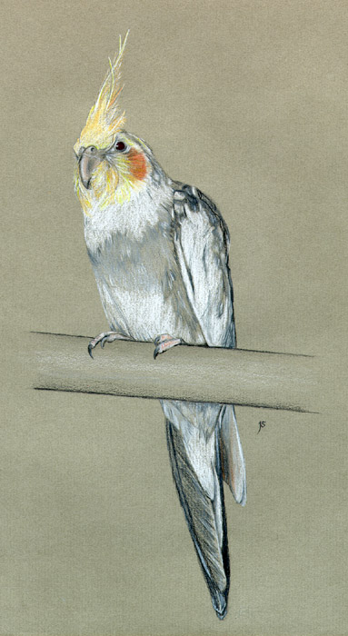 Cockatiel, "Sidney"