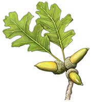 Valley oak