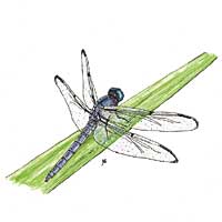 Great Blue Skimmer