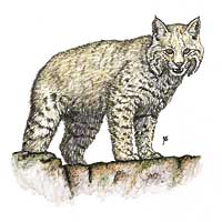 Bobcat