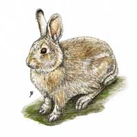 Nuttall's Cottontail