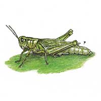 Grasshopper