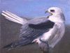 White-tailed Kite