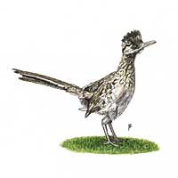 Roadrunner